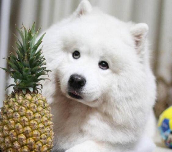 狗能不能吃菠萝，博美狗能吃菠萝吗（狗狗吃水果其实很讲究）