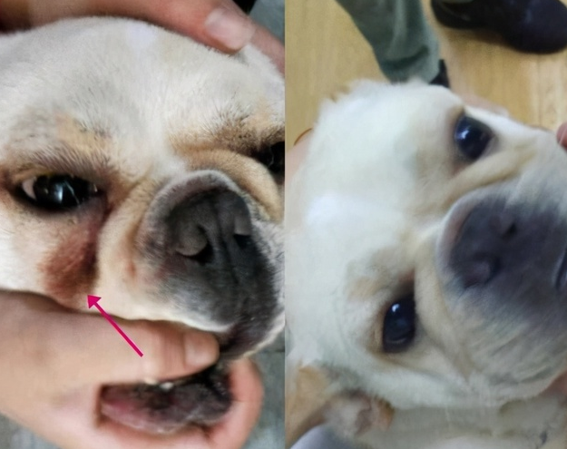 八哥犬有几种，八哥有几种（这6种巴哥犬不要买）