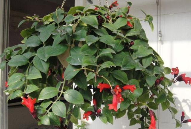 口红吊兰的扦插方法，口红吊兰养植方法（口红吊兰的正确扦插方法）