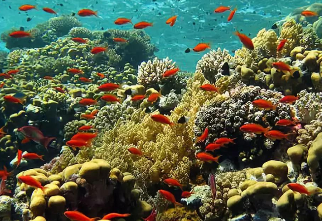 死海和红海哪个盐度高 死海与红海哪一个盐度更高，死海和红海哪个盐度高（竟还是三大潜水圣地之一）