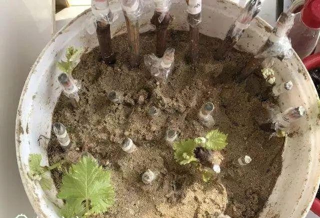 霸王花是火龙果的花吗，昙花、霸王花、火龙果花和令箭荷花的区别（奶奶把一根枝插土里）