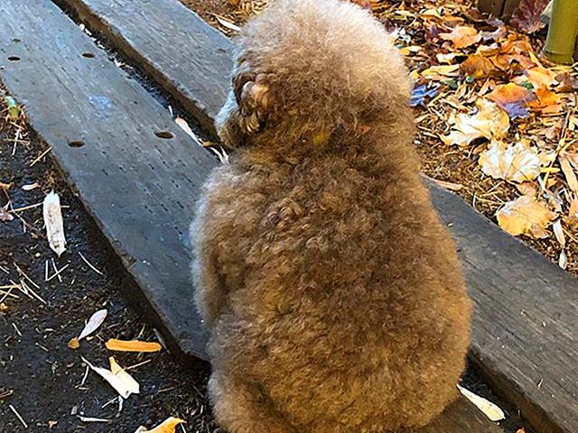 泰迪小时候图片，怎么在小时候区分比熊与泰迪（养猪高手当主人的后果）