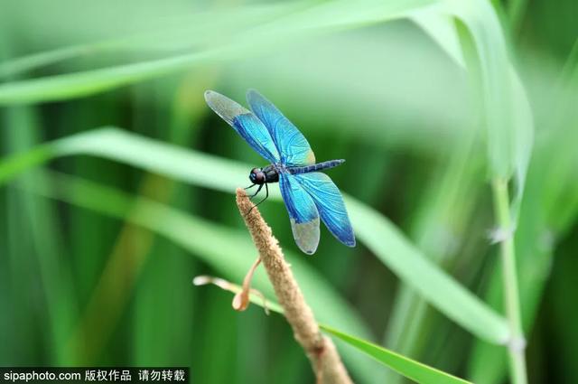 北京免费开放的景点，北京十大景点免费开放的地方（就藏着“小苏杭”“小奈良”）