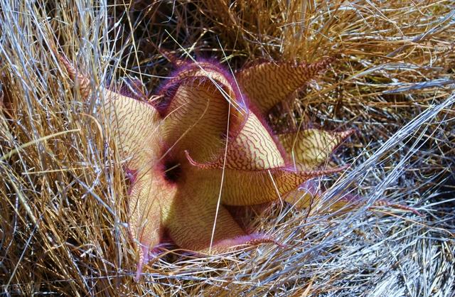 神奇的植物有哪些，世界上最神奇的植物（十种奇特的自然界植物）