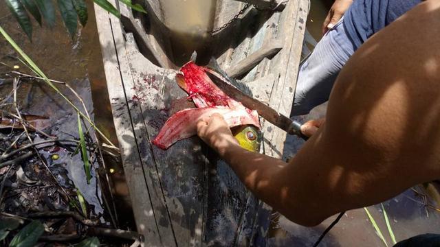 帝王三间和巴西亚鱼有什么区别，巴西亚鱼与皇冠三间鱼有什么区别（也许等不到中国钓鱼人就被消灭光了）