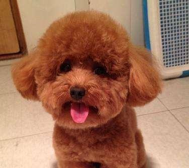 泰迪犬的8大特征，泰迪狗狗的8个特性