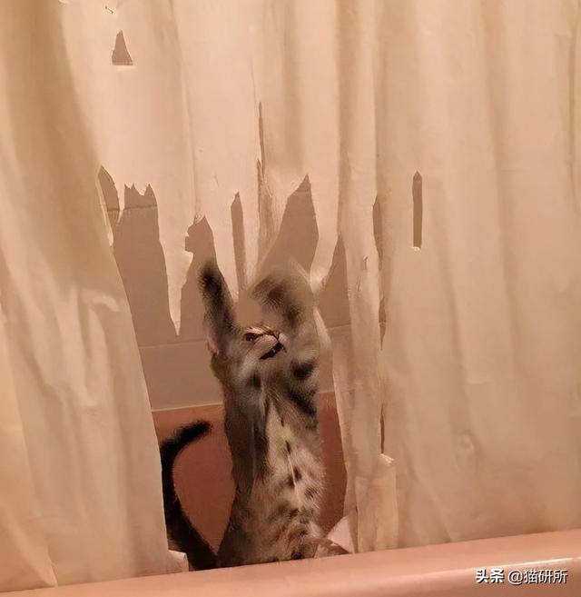 猫咪正确使用猫抓板的十个原则，猫咪为啥要用猫抓板（哪种才是猫咪真爱）