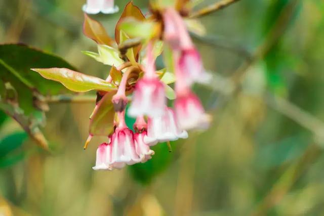 野生吊钟花什么时候开花，吊钟花结果吗（鲜艳的春节红已提早报春）