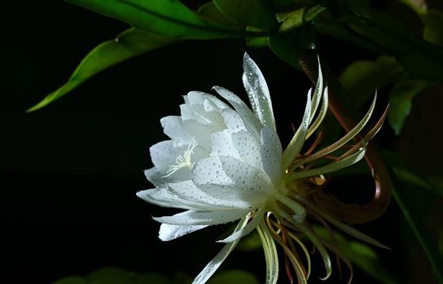 日本的花和花语，日本兰花花语（200种花卉的花语汇总）