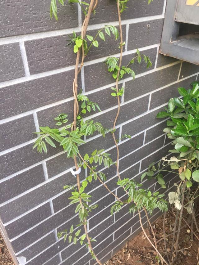 适合庭院养的紫藤花，阳台、院子就种一棵紫藤