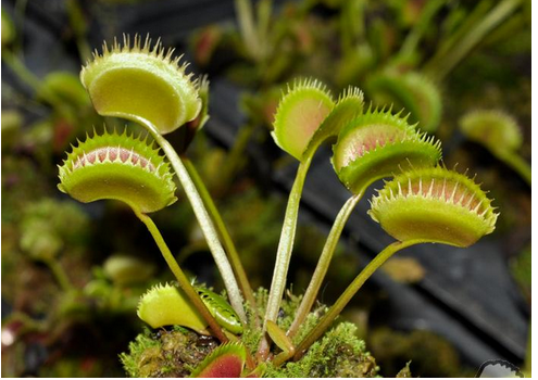 什么是食人花，什么是食人花的克星（这种植物能吃人，碰到要小心）