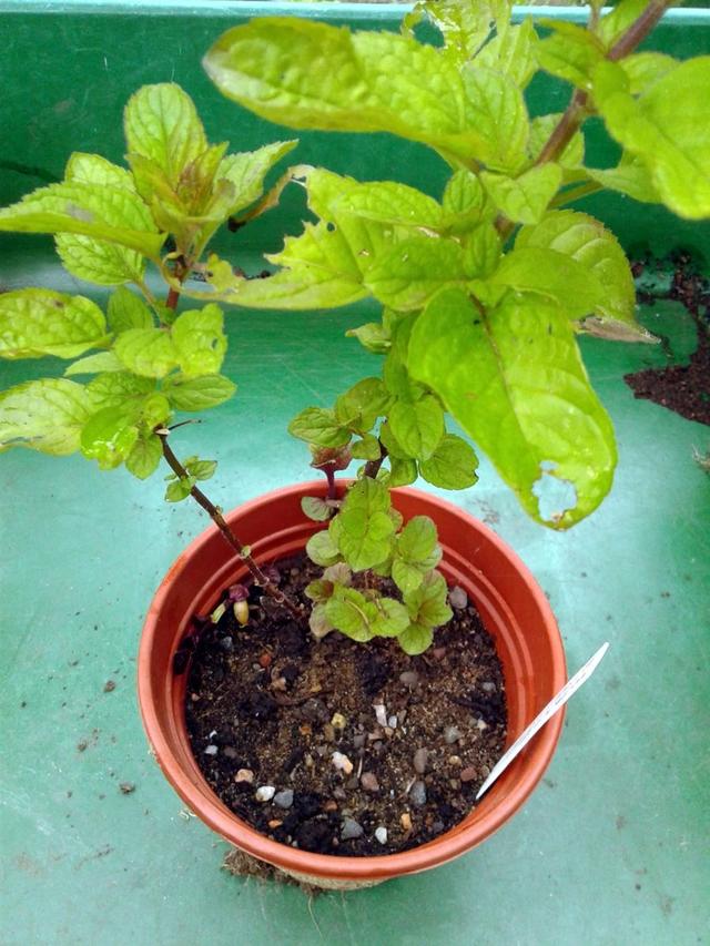 薄荷为什么不能在家养，薄荷的10种食用方法（为什么别人家的就随便长）