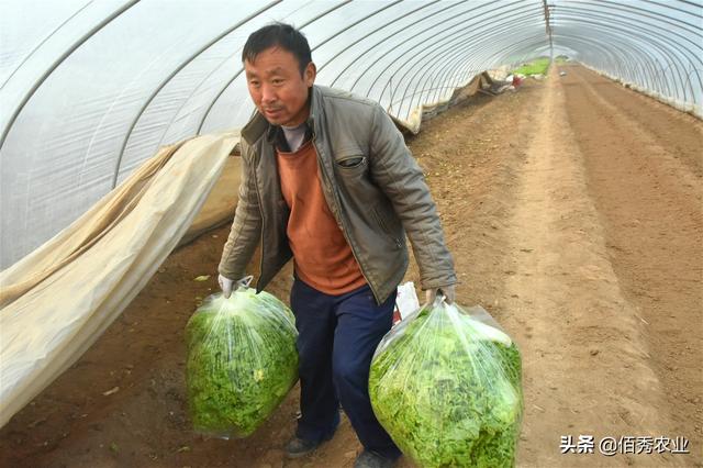 生菜的功效与作用，吃生菜的功效与作用（亩效益10000多元）