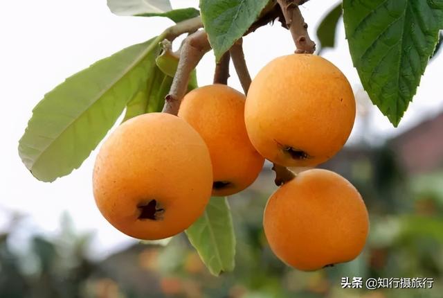 杭州特色美食，杭州特色美食街（杭州这60种特色美食你都吃过了吗）