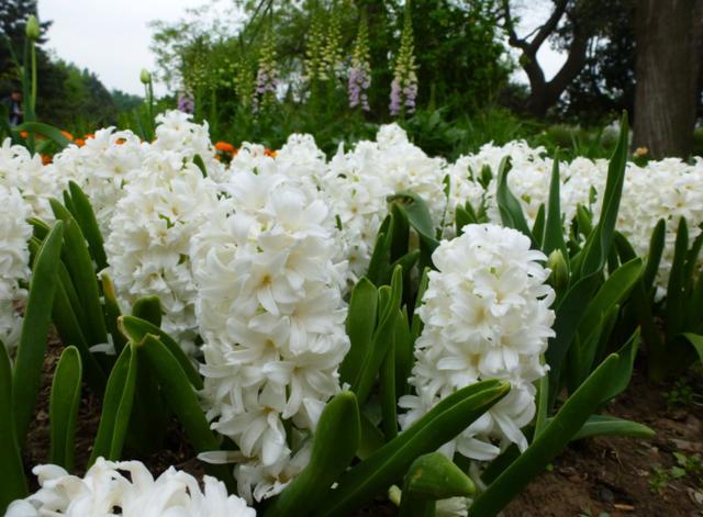 天堂鸟花语，天堂鸟花图片（你知道大自然中这些花的花语吗）