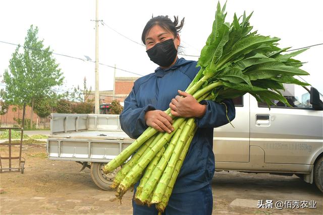 贡菜是莴笋做的吗，贡菜是不是莴笋做的（农村有种作物被称为“贡菜”）