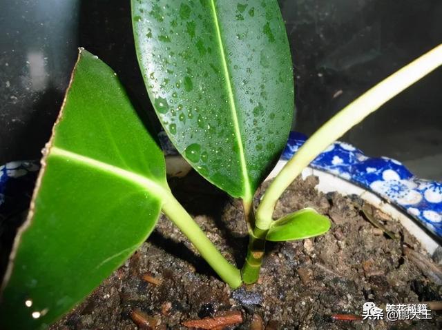 橡皮树的寓意是什么，花匠带你养花之橡皮树养护知识大全