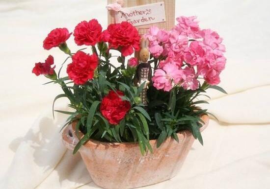 康乃馨怎么养，康乃馨怎么养开花（康乃馨的养殖方法和注意事项）