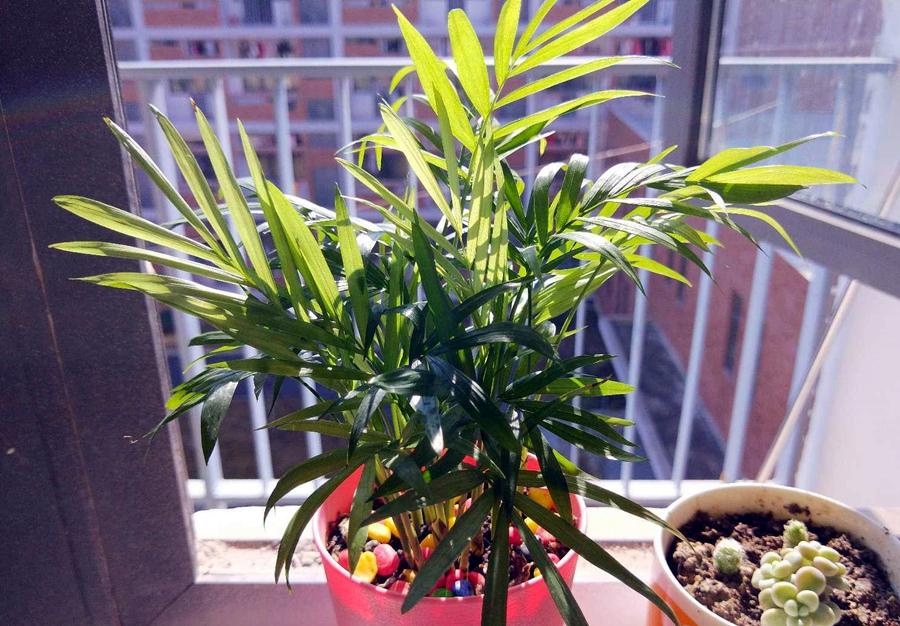 袖珍椰子，袖珍椰子绿油油的（袖珍椰子夏天多久浇一次水）