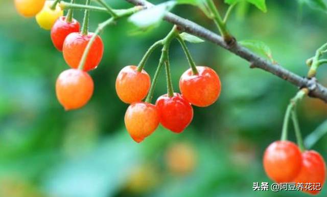 樱桃树的修剪方法，樱桃树栽培技术常用修剪方法（不是随意剪掉任何1个枝条）