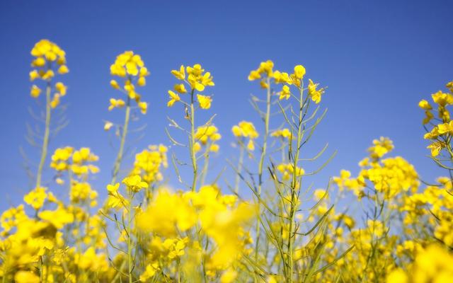 十二星座智商情商双高排行榜，十二星座的智商和情商排名（情商更高的三大星座）