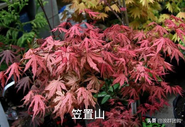 什么样的枫树填空。，什么的枫树填空词语二年级（增添了花园四季色彩之美）