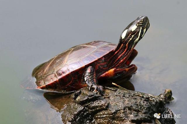东锦龟怎样饲养，东锦龟的养殖（龟界传说级别的抗冻神仙）