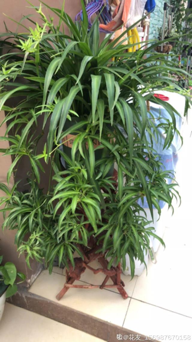 吊兰怎么养才能更旺盛，吊兰叶子尖发黄干枯什么原因（敲个鸡蛋埋土里）