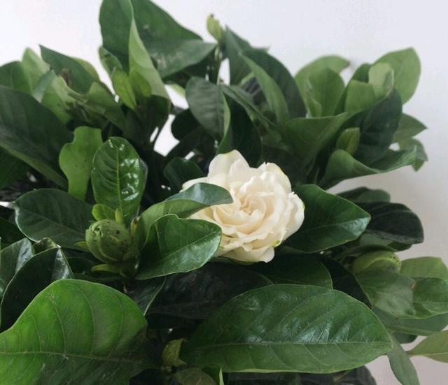 水培栀子花黄叶什么原因，水培栀子花黄叶什么原因造成的（才一周底部老叶就全部发黄了）