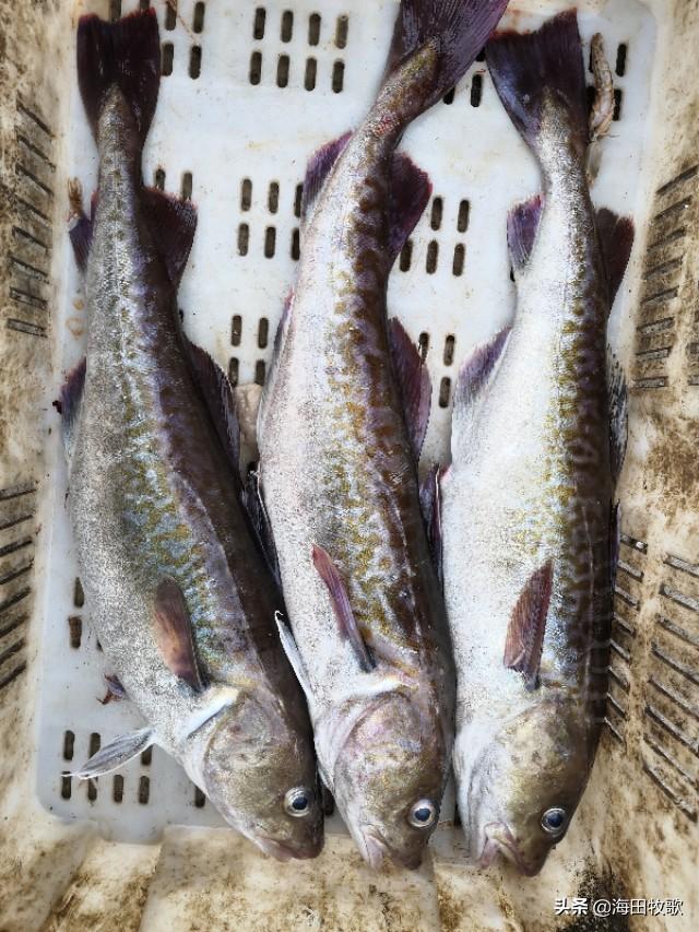 明太鱼是海鱼还是淡水鱼，明太鱼的营养价值及功效（山东日照渔港码头野生大鳕鱼）