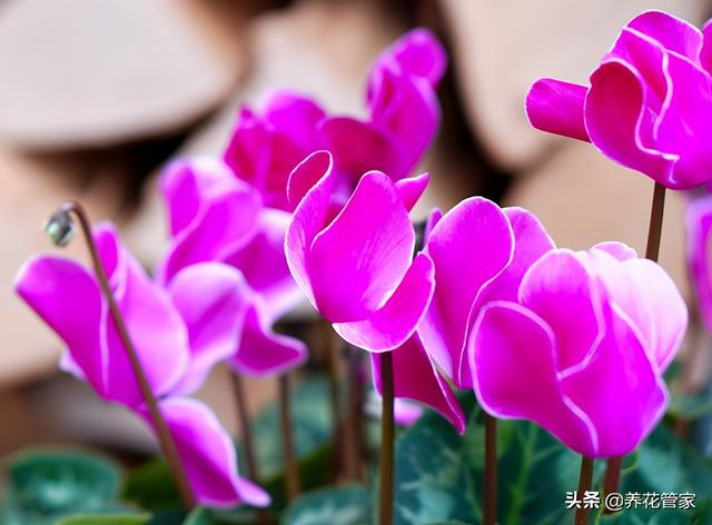 二月开什么花，2021年的开运花（一月到十二月开什么花）