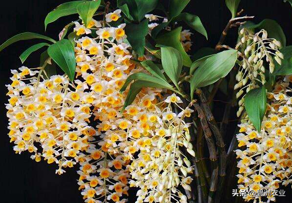 球花石斛的功效与作用及食用方法，球花石斛花的功效与作用有哪些（为您讲解球花石斛的栽培的小妙招）