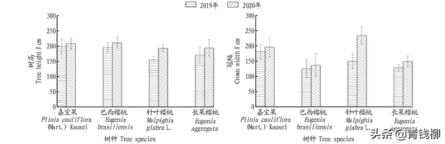 冠幅怎么测量，树冠冠幅怎么测量（个特色经济林品种在云南热区的引种表现）