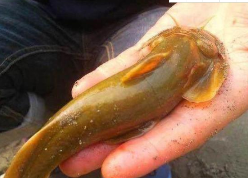 怎样做红烧塘角鱼，红烧塘角鱼怎么做好吃（这4种河鱼在农村常见）