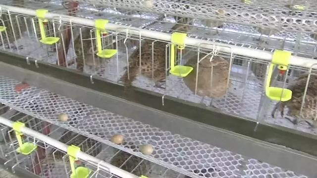 蛋笼的编织法大全图解,蛋笼的编法教程(鸡笼变“金窝”:年入百万元) 蛋笼的编织法大全图解,蛋笼的编法教程(鸡笼变“金窝”:年入百万元)