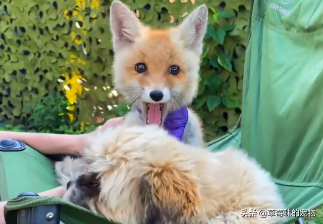 小狐狸奶狗可爱系列动漫头像微信，苏柒：小狐狸奶狗可爱系列动漫头像（野外捡到一只狐狸幼崽）