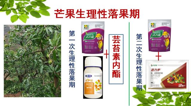 芒果怎么种植方法，芒果的种植方法（亩收益都上万）