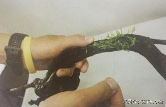 种植迷你矮珍珠的方法，矮珍珠怎么种植方法（4种正确栽种方法）