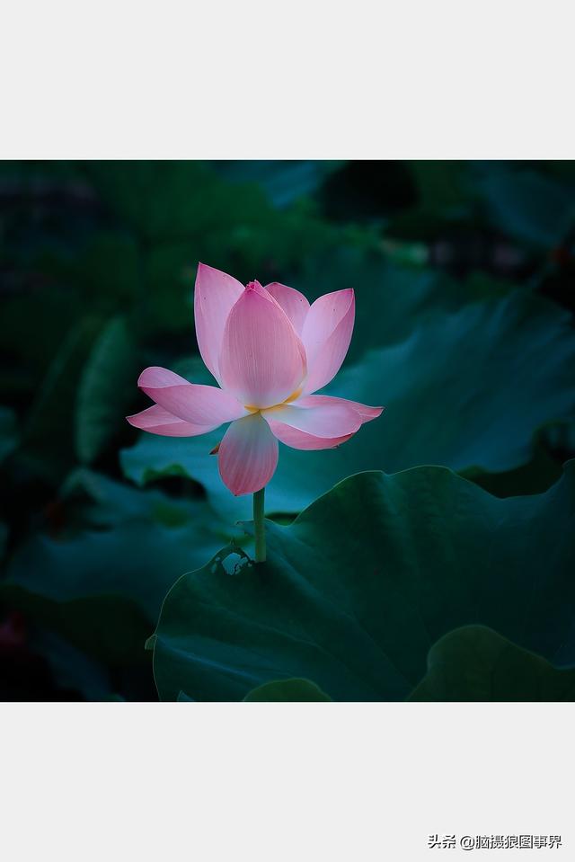 荷花图片，荷花图片大全真实照片（分享18张实拍荷花照）