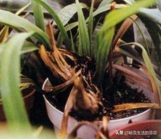 求生根粉使用方法，生根粉正确使用方法（生根粉要怎么用才能效果好呢）