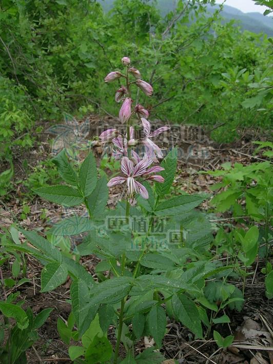 白鲜皮的作用(白鲜皮) - 行就行