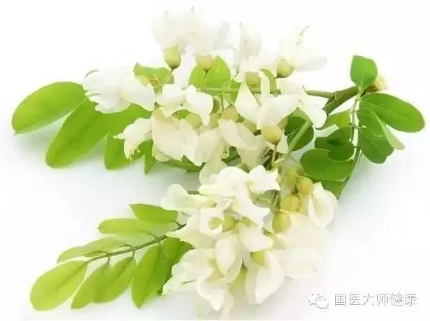 槐花在几月开的，槐花几月开（泡水后降压本领超强）