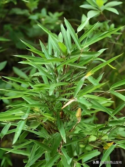 草本植物有哪些，你看到的竹子原来不是“树”（开花的草本植物有哪些）