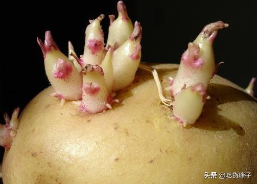 土豆为什么会发芽，土豆为什么发芽怎么保存（刚知道发芽的土豆是咋回事）