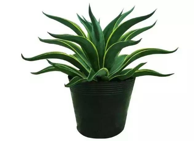 吸甲醛植物排名，室内植物盆景十大排名（为了家人健康转起来）