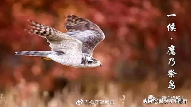 肃杀的意思是什么，肃杀是什么意思（今日处暑——寒来“暑”往）