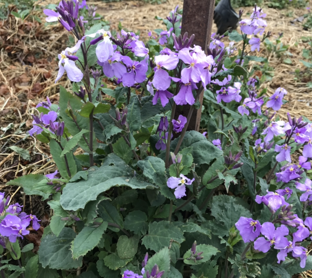 1823是什么意思，1823是什么意思肖战（其实跟兰花没一毛钱关系）