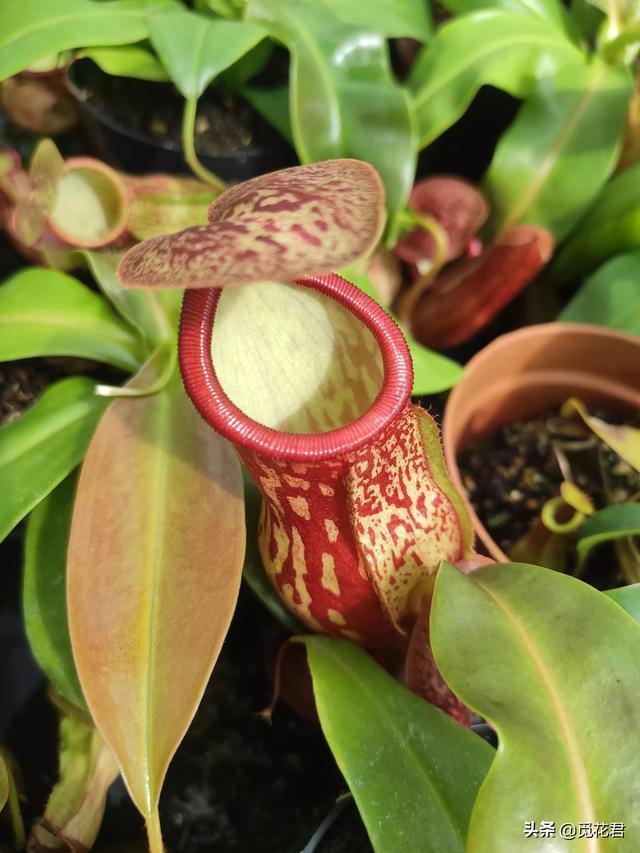 猪笼草（猪笼草图片，不同的生长状态（猪笼草的草的图片）