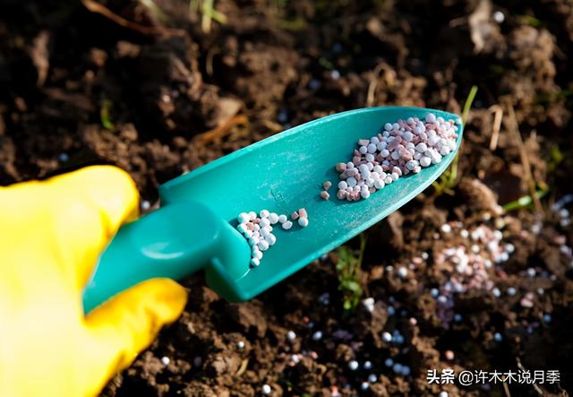 月季为什么不开花只长叶子，月季不开花只长叶子的原因处理方法（月季瘦弱、枝叶稀疏不开花怎么办）