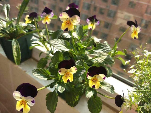 三色堇什么时候开花，三色堇在什么季节开花（这样栽培三色堇才能“情深色浓意绵长”）